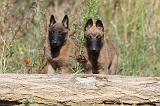 MALINOIS 273